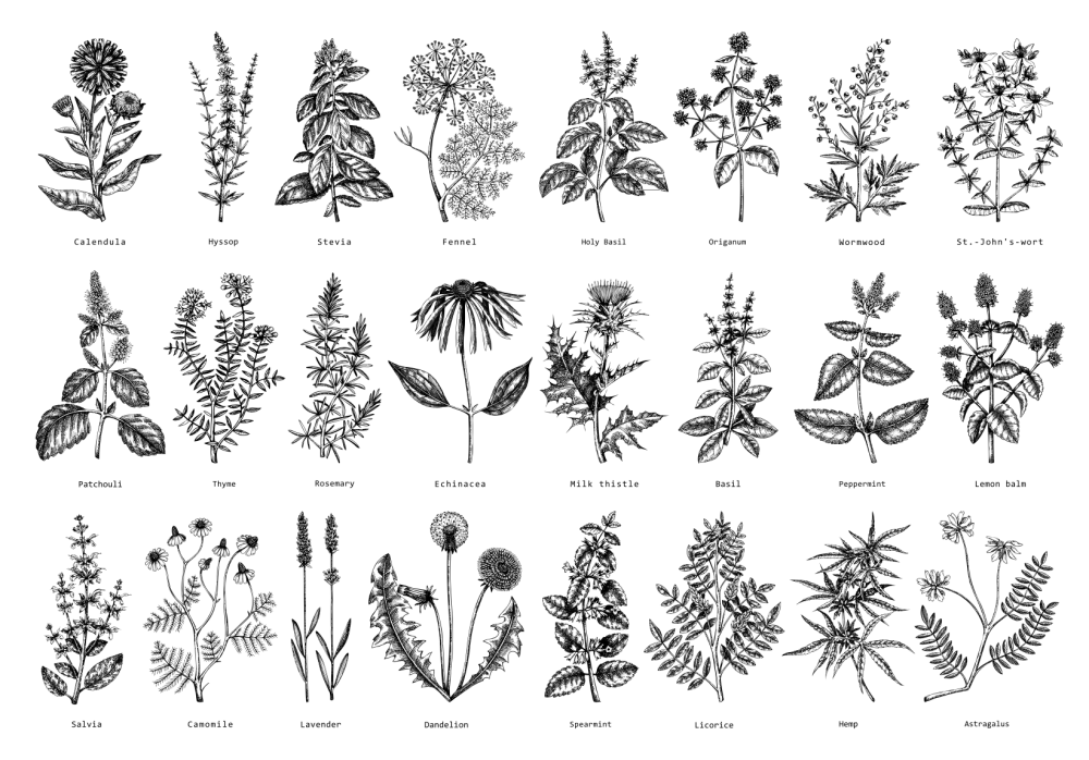 HERBS FOR HORSES